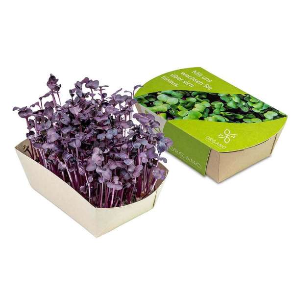 Microgreens-Gärtchen - Radies Sango