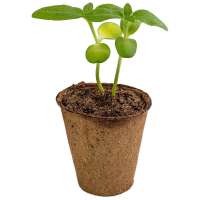 Vorschau: Anzucht-Set mit Samen - Gartenkresse Vorschau: Anzucht-Set mit Samen - Gartenkresse