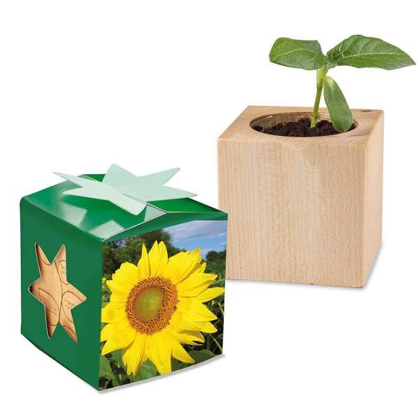 Pflanz-Holz Star-Box mit Samen - Sonnenblume, 1 Seite gelasert