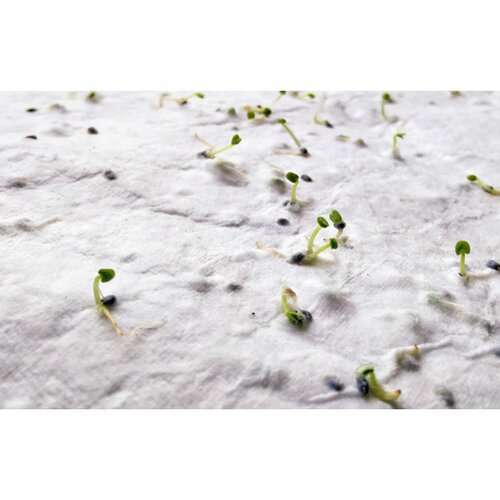 ASIDO DIN A6 Wildblumen-Samenpapier