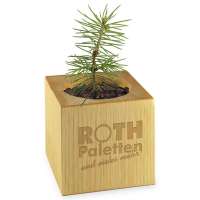 Vorschau: Pflanz-Holz Star-Box mit Samen - Fichte, 2 Seiten gelasert Vorschau: Pflanz-Holz Star-Box mit Samen - Fichte, 2 Seiten gelasert