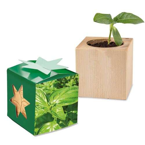 Pflanz-Holz Star-Box mit Samen