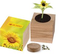 Vorschau: Natur-Würfel groß, Zwergsonnenblume, 1-4 c Digitaldruck inklusive Vorschau: Natur-Würfel groß, Zwergsonnenblume, 1-4 c Digitaldruck inklusive