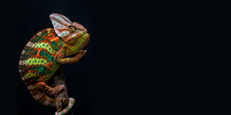 media/image/Chama-leon_1024x512px.jpg