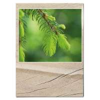 Vorschau: Samentütchen - Standardmotiv - Fichte Vorschau: Samentütchen - Standardmotiv - Fichte