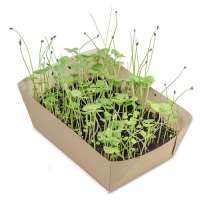 Vorschau: Pflanz-Schale mit Samen Vorschau: Pflanz-Schale mit Samen