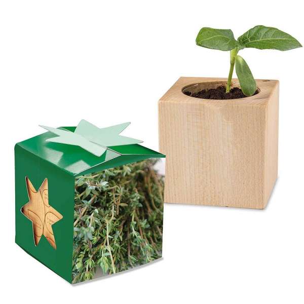 Pflanz-Holz Star-Box mit Samen - Thymian, 2 Seiten gelasert