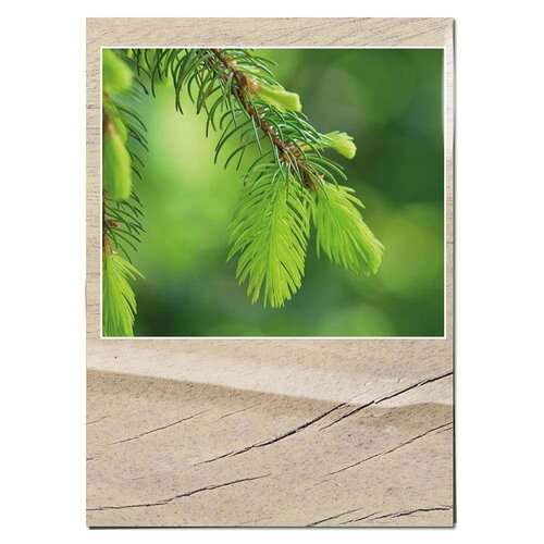 Samentütchen Mini - Standardmotiv - Fichte