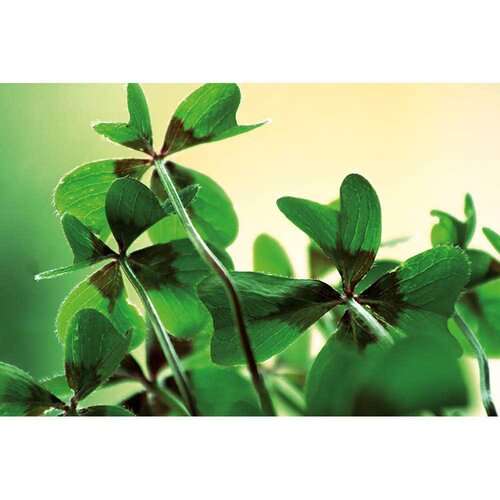 Pflanz-Cup mit Samen - Weihnachten