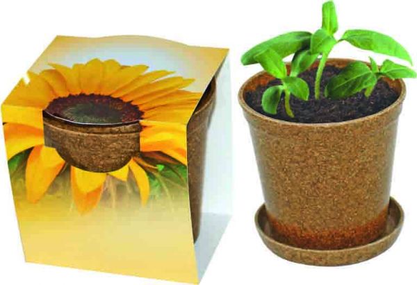 Easy Wachstums-Topf Sonne, Zwergsonnenblume, 1-4 c Digitaldruck inklusive